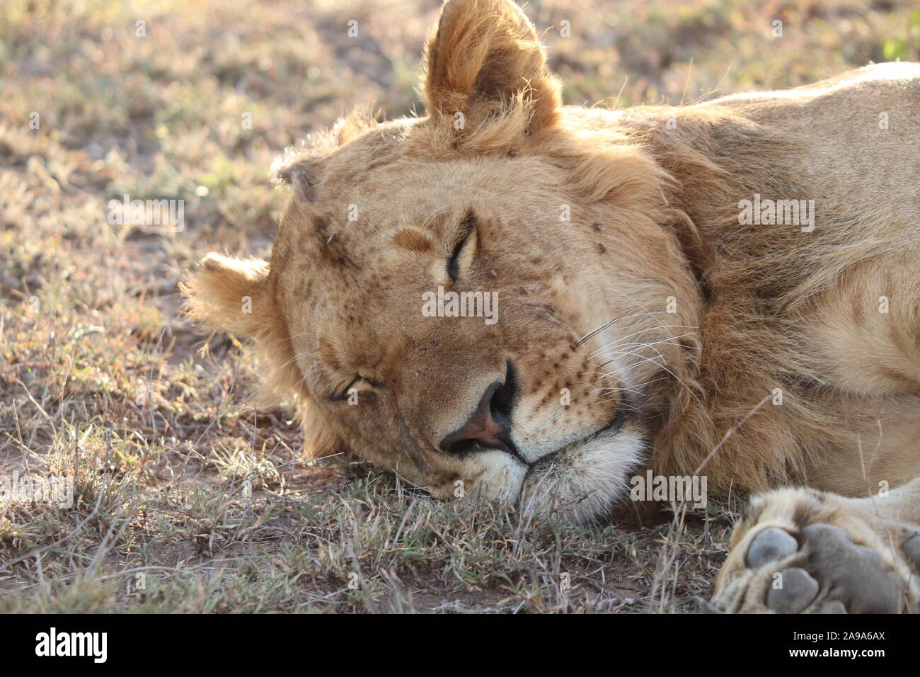 Lion face closeup hi-res stock photography and images - Alamy