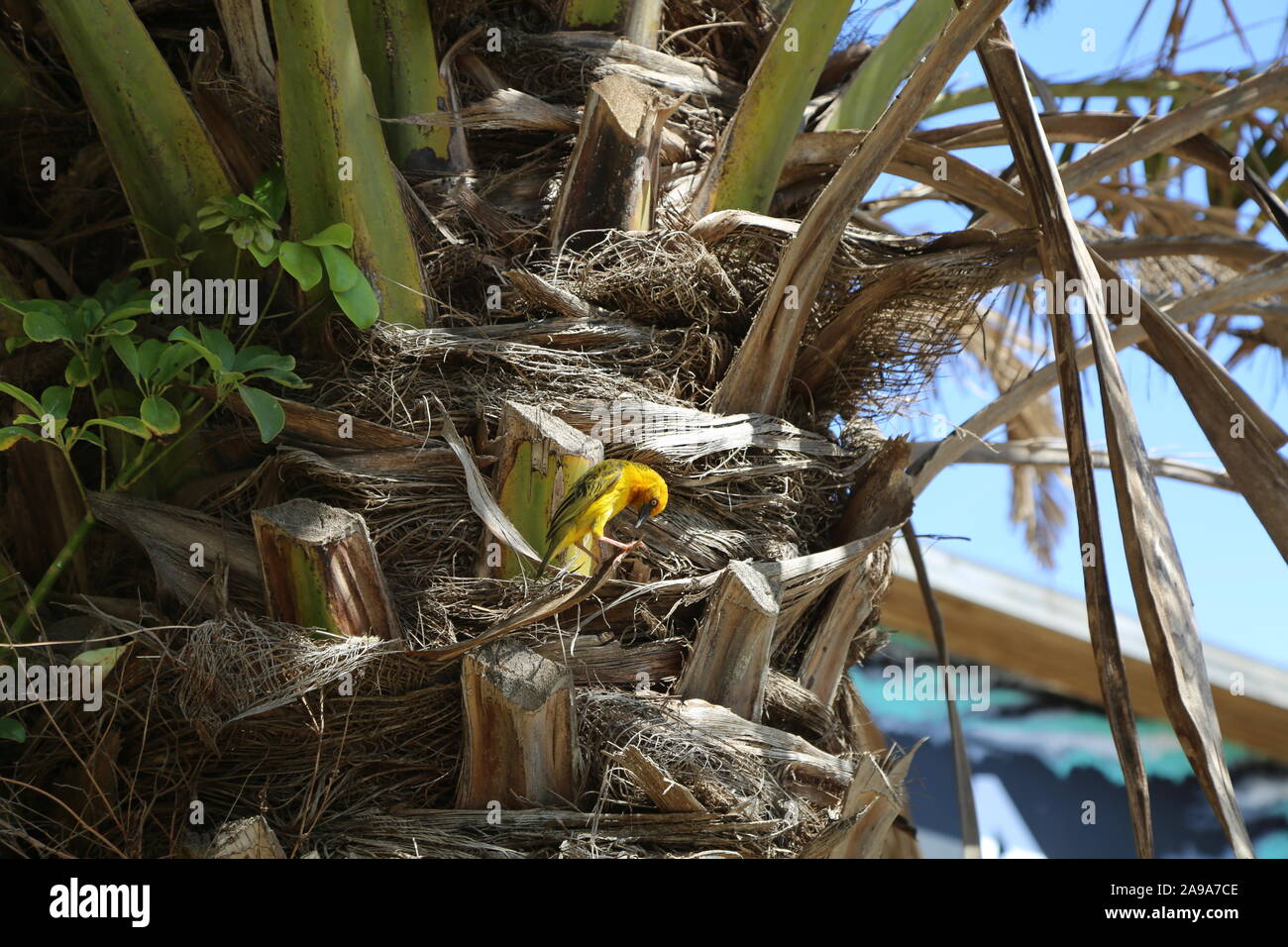 Southern Masked Weaver in Palm Tree Stock Photo