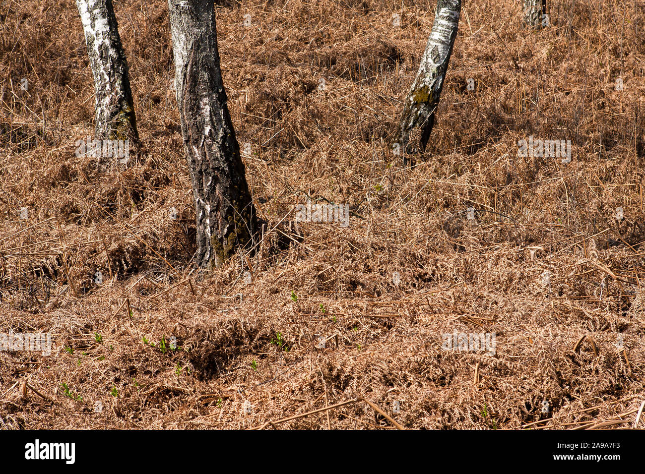 Dry undergrowth of bracken in a birch forest in Slovenia. Stock Photo