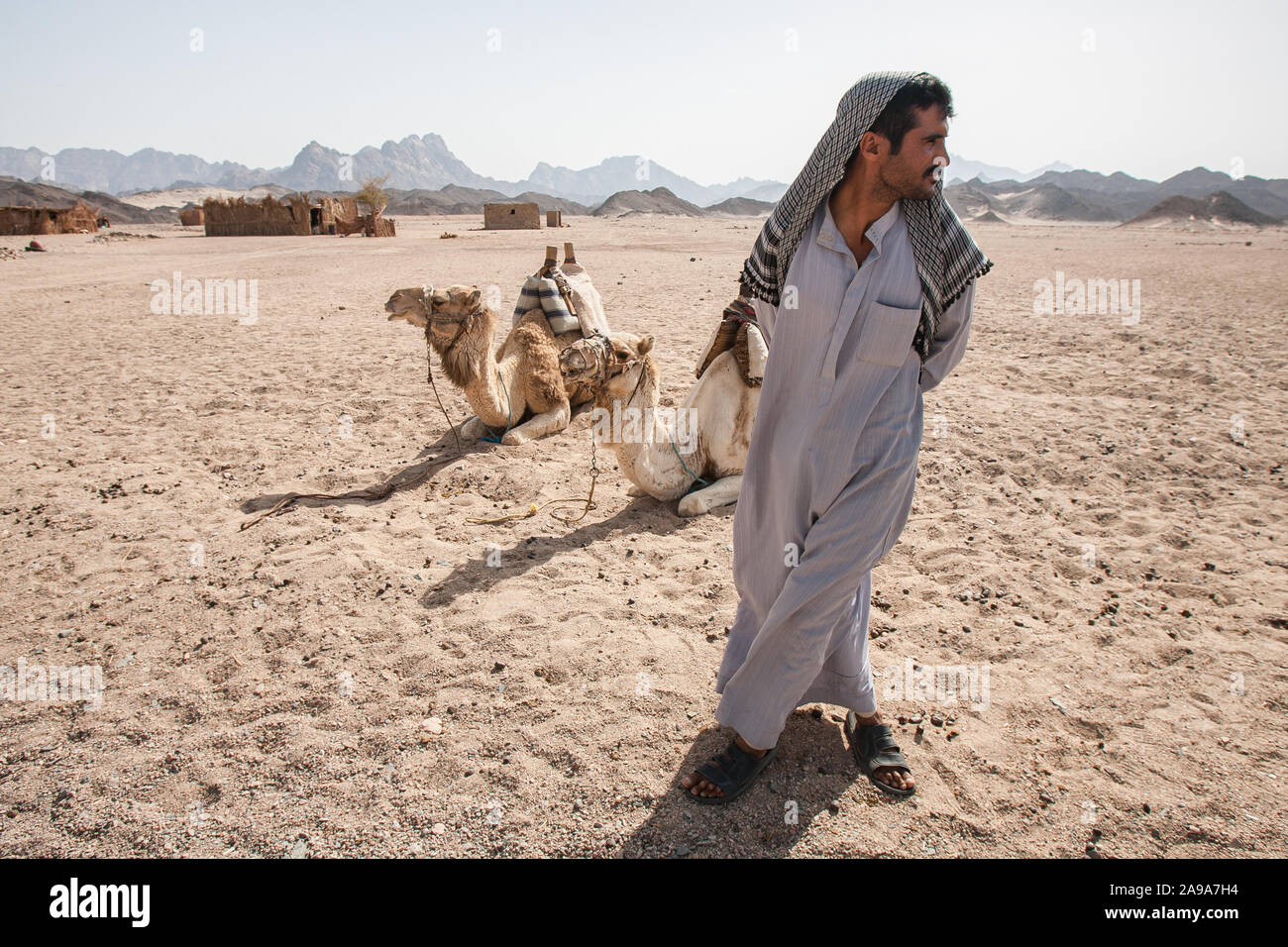 Hurghada, Egypt, April 27, 2008: A Bedouin and his camels in a Bedouin village in the desert near Hurghada. Stock Photo