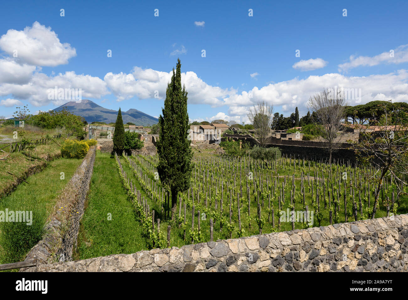 Pompei. Italy. Archaeological site of Pompeii. View of the southern district with vines planted on ancient vineyard sites, Mount Vesuvius is in the ba Stock Photo