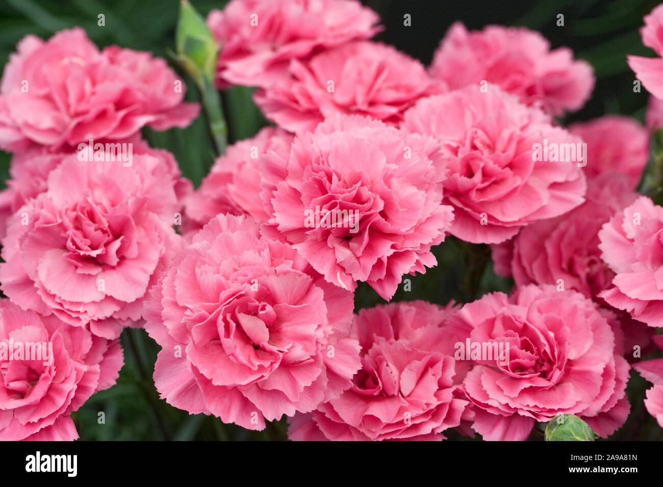 Dianthus plumarius 'Valda Wyatt’ flowers. Stock Photo