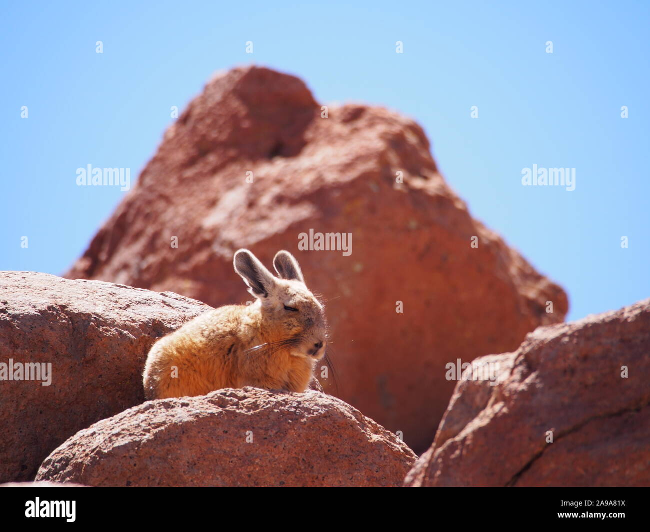 Viscacha on rocks in the Atacama highlands in Chile - king of the castle! Stock Photo