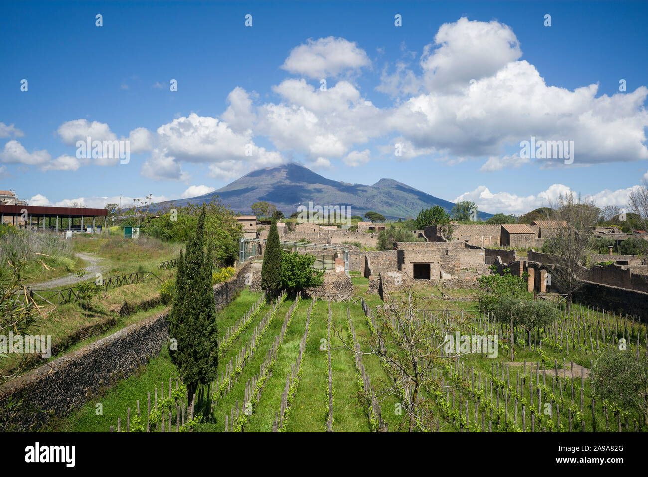Pompei. Italy. Archaeological site of Pompeii. View of the southern district with vines planted on ancient vineyard sites, Mount Vesuvius is in the ba Stock Photo