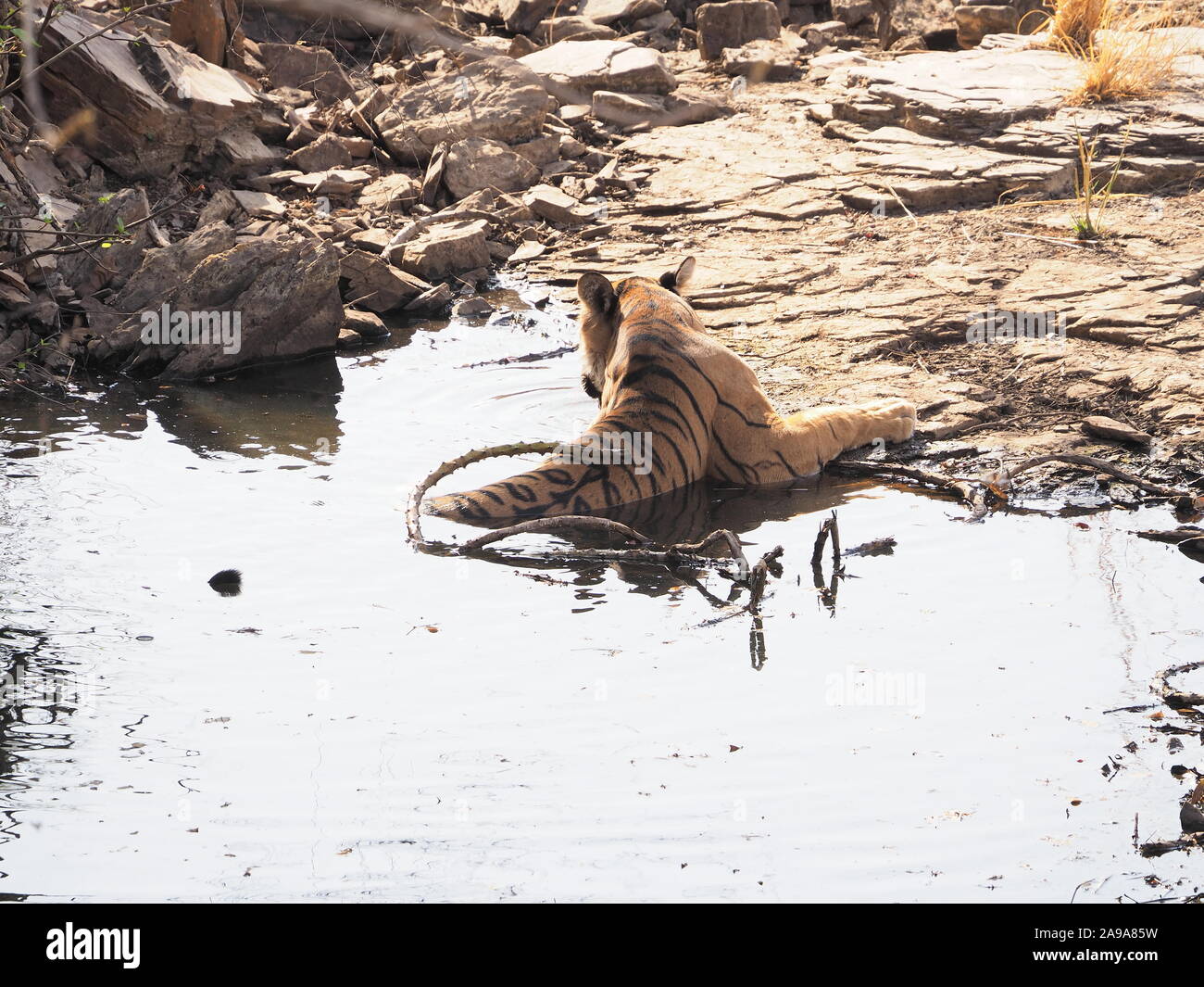 Tiger bathing in waterhole, rear half submerged looking away from camera. Ranthambore India Stock Photo