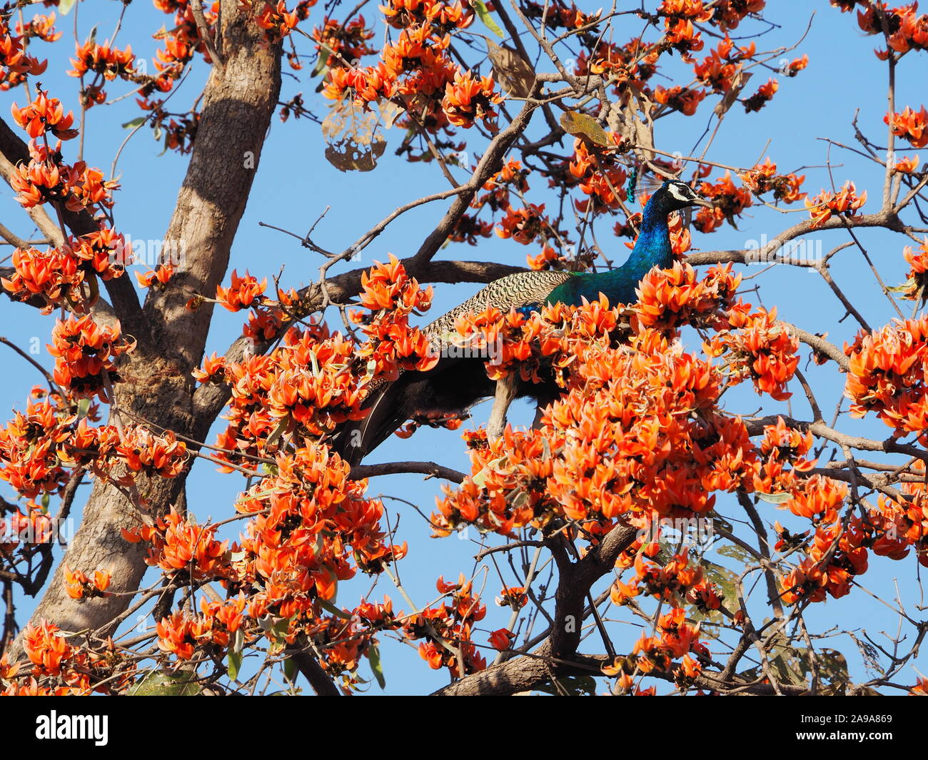 Peacock in the high branches of a flowering Indian Flame Tree tree (Delonix regia or Gulmohar). Very colourful. Ranthambore India Stock Photo