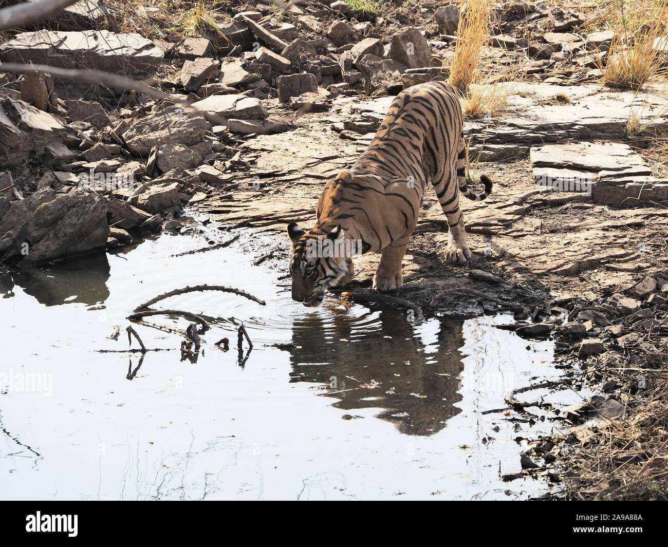 Tiger drinking at water hole with reflection, crouching, facing camera with big shoulder muscles showing. Ramthambore India Stock Photo