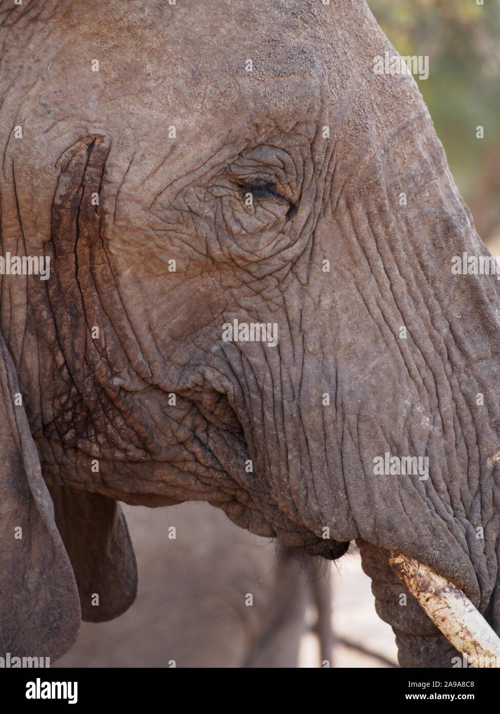 Doro !Nawas Namibia close zoom of adult desert elephants head shows eye, mouth, tusk and edge of ears in great detail Stock Photo