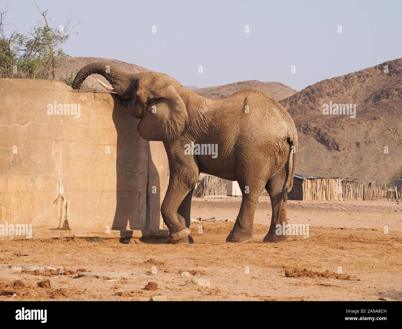 Doro !Nawas Namibia juvenile desert elephant drinking from water reservoir outside village put there so the elephants don't approach the houses Stock Photo