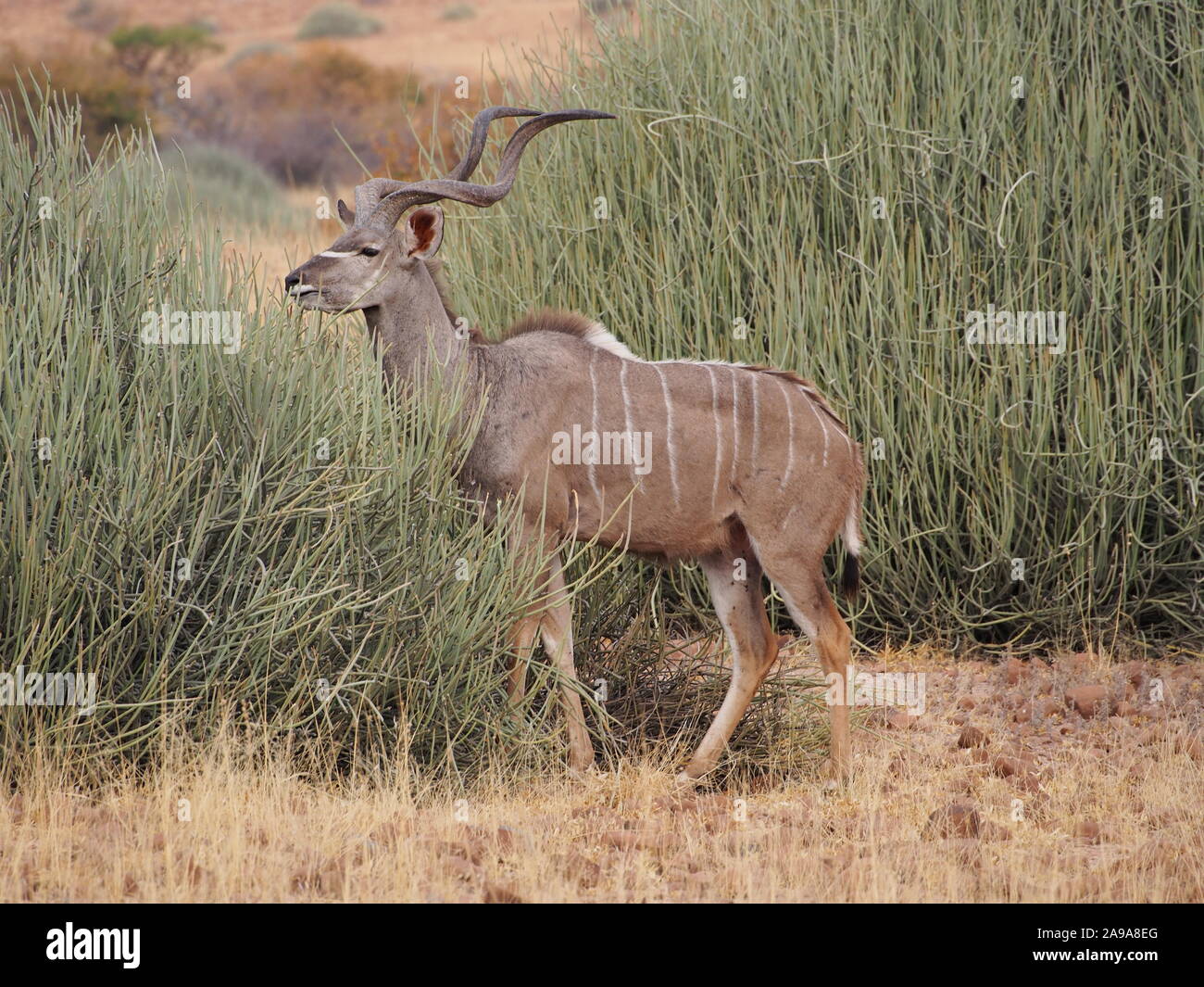Kudu antelope buck at Etendeka Park, Namibia. Walking into long grass