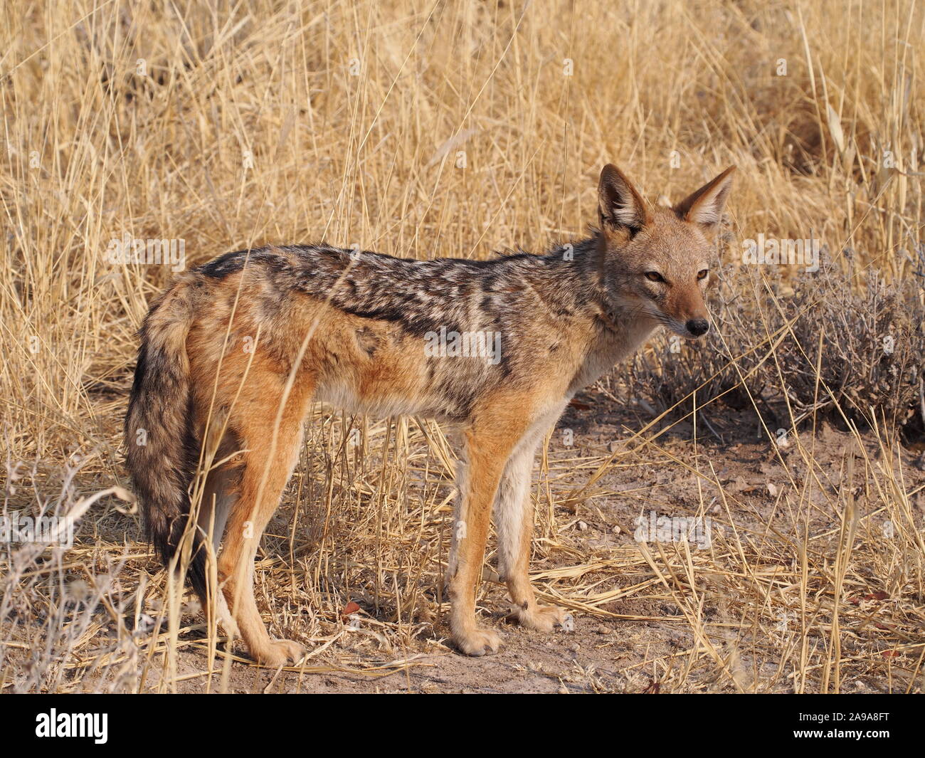 Jackal at Etosha in Namibia - side view, head partially turned towards the camera standing in front of grass shows very effective camouflage Stock Photo