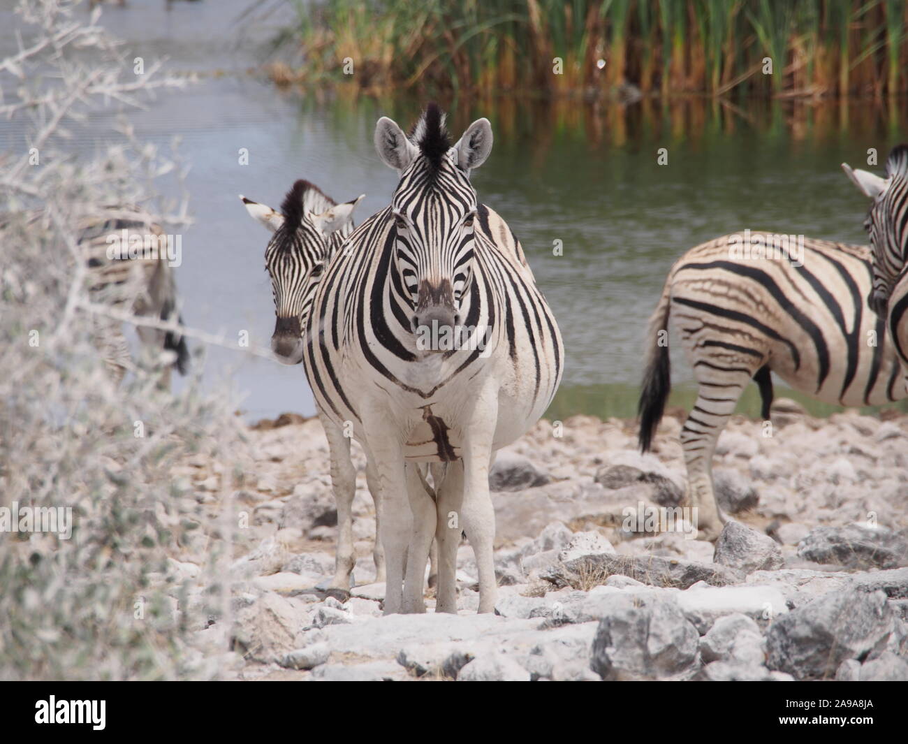 Zebra group at waterhole in Etosha, Namibia - direct front view showing head and girth of the a pregnant animal Stock Photo