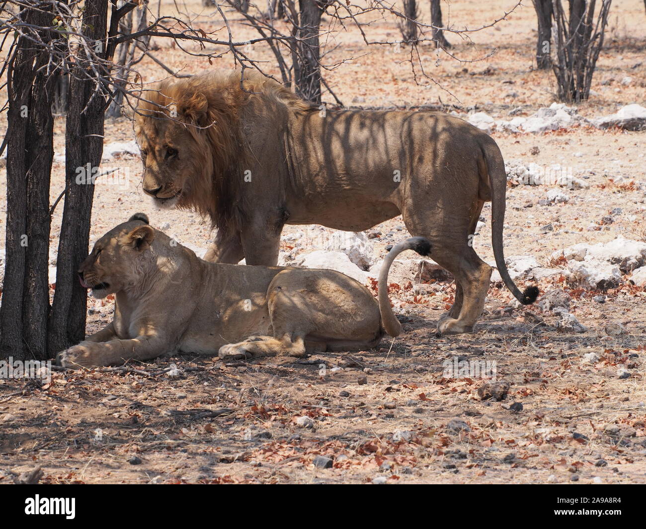 African lions mate hires stock photography and images Alamy