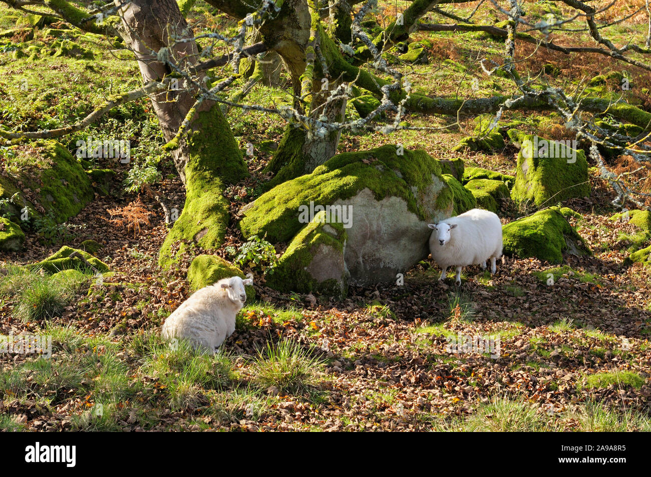 Two sheep resting under a tree in sunshine and shade next to mossy rocks and autumn leaf litter, Peak District, Derbyshire, England, UK Stock Photo