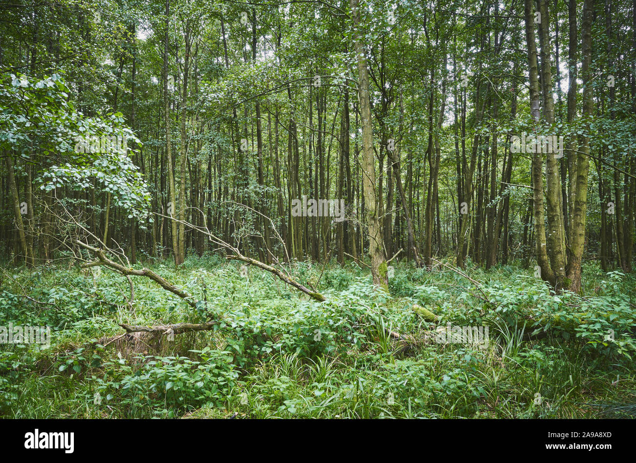 Picture of a dense primeval forest. Stock Photo