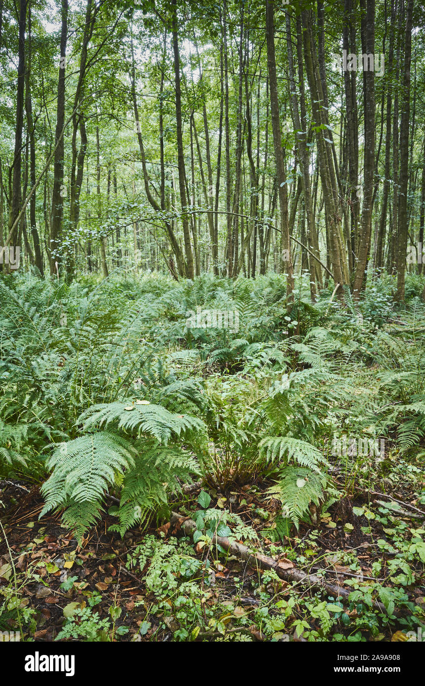 Ferns in dense primeval forest. Stock Photo