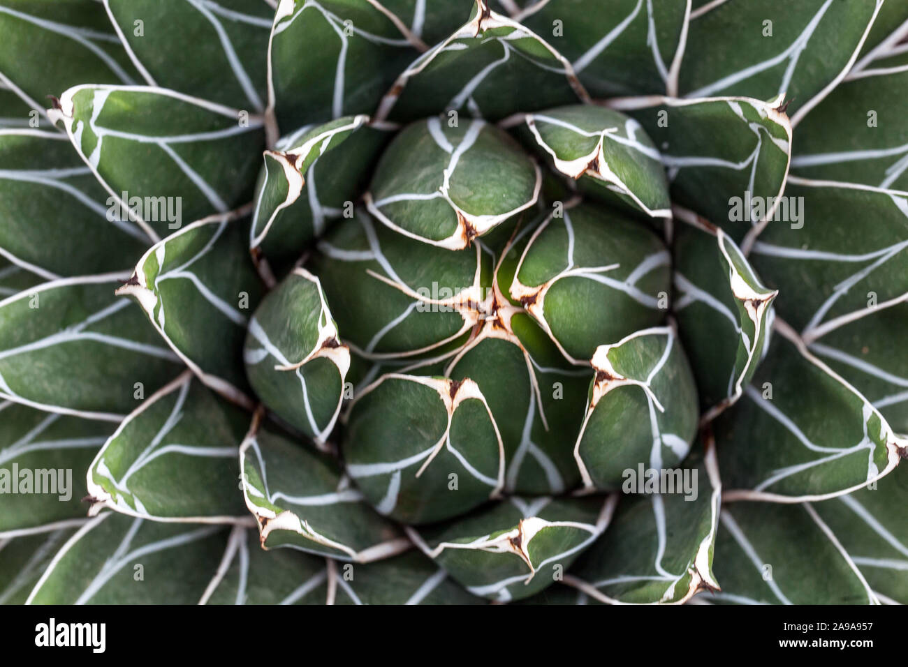 Agave victoriae-reginae Queen Victoria desert plants Stock Photo