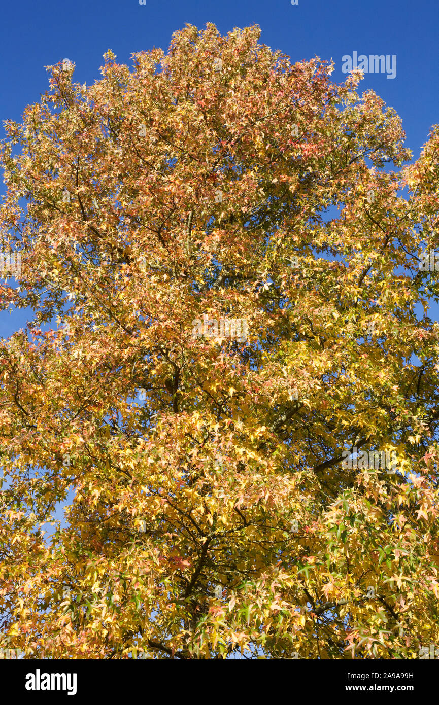 Liquidambar styraciflua 'Variegata' leaves in Autumn. Stock Photo
