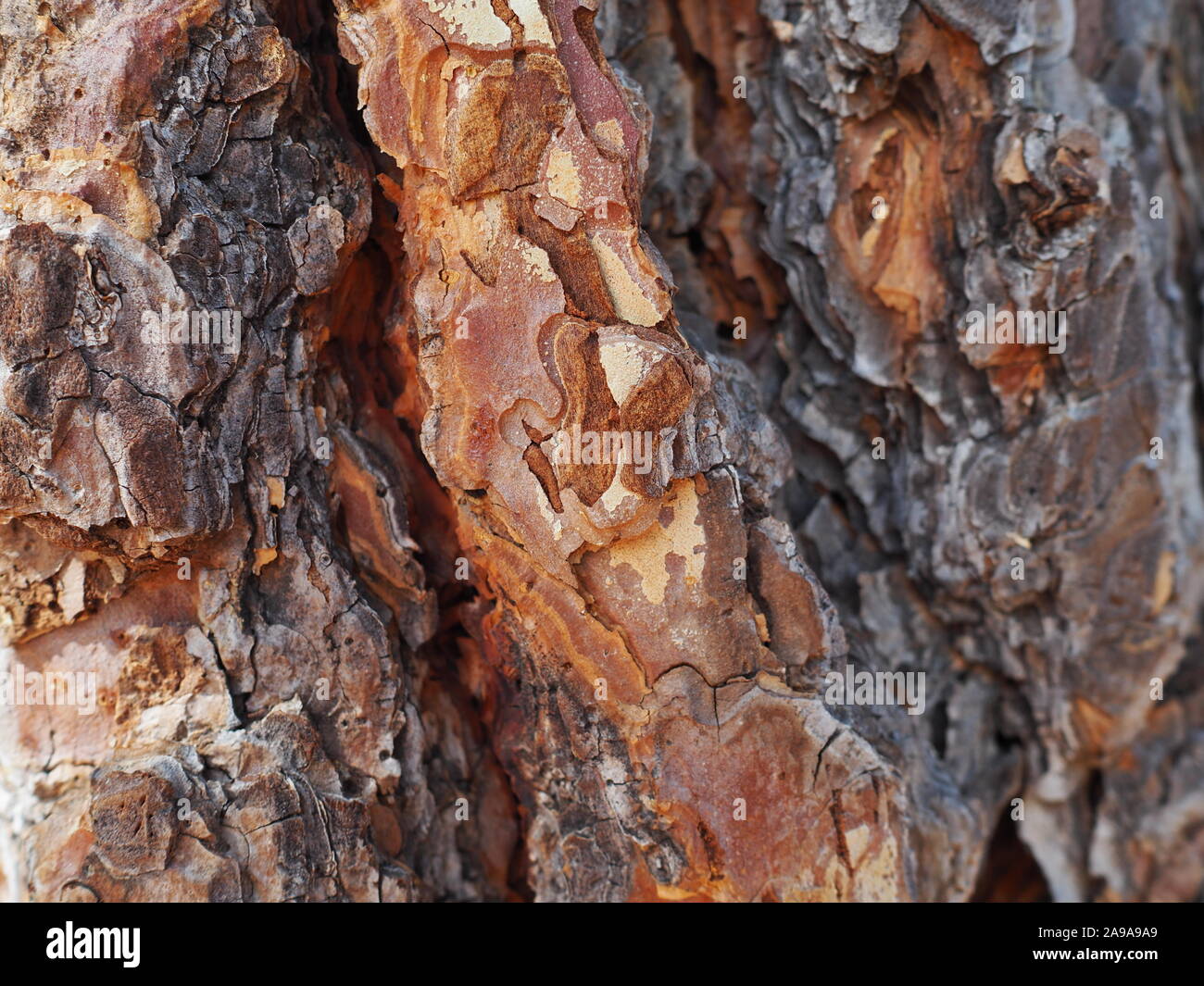 Ponderosa Pine tree bark detail showing thickness of the bark as a guard against wildfire - great and colourful abstract or background image Stock Photo