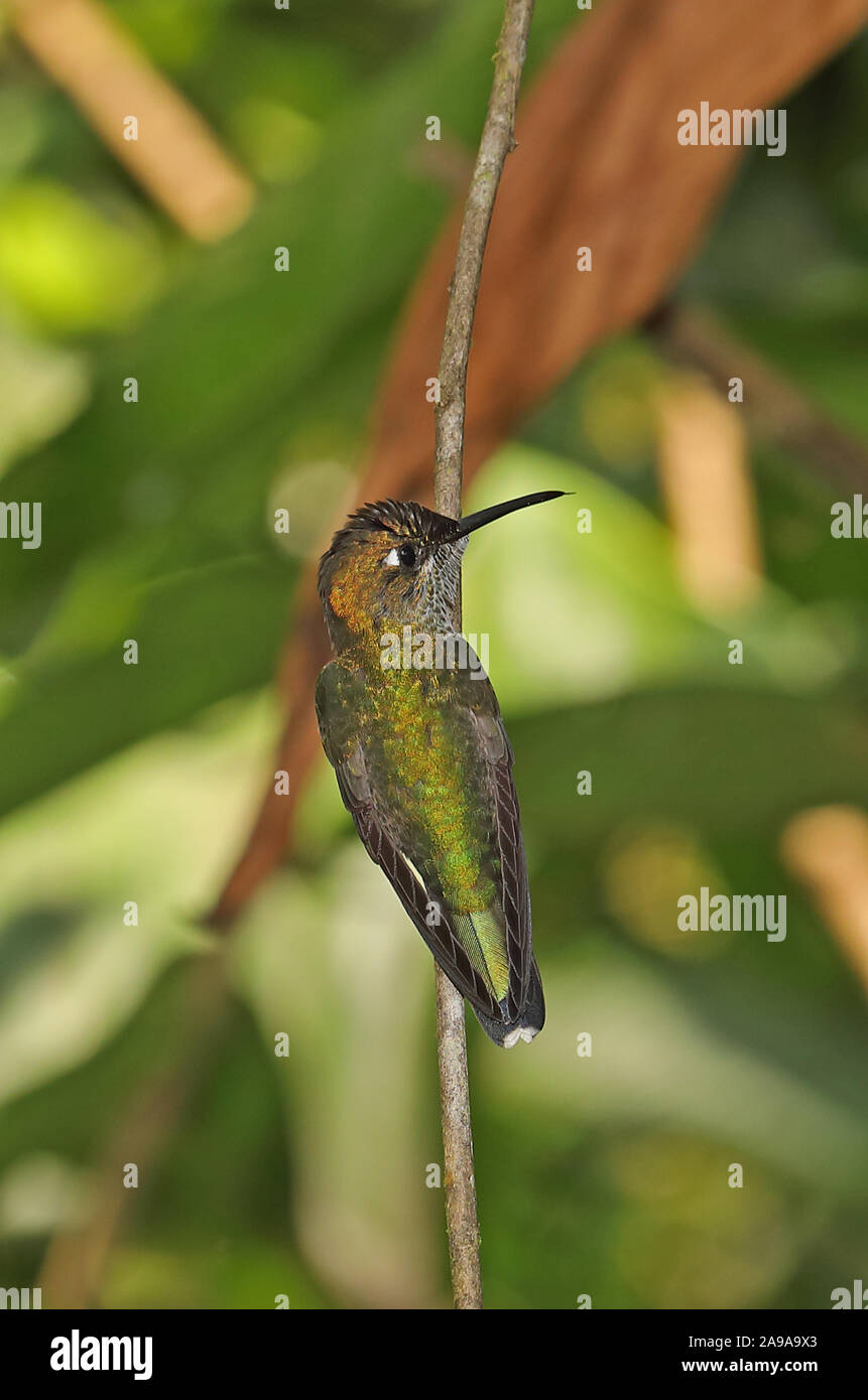 Many-spotted Hummingbird (Taphrospilus hypostictus) adult perched on branch Copalinga Lodge. Zamora, Ecuador                 February Stock Photo