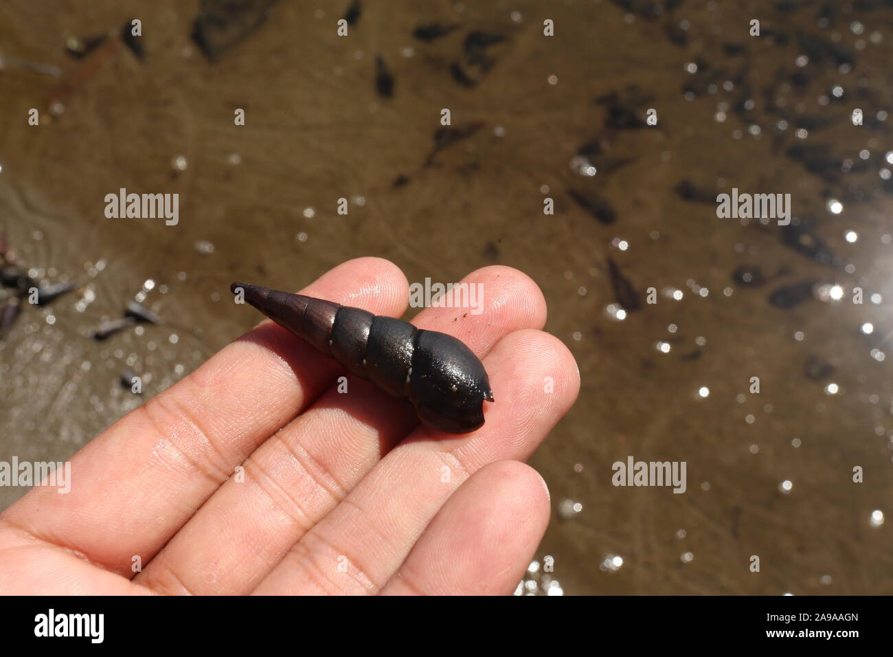 Faunus ater is a species of brackish water snail with an operculum, an