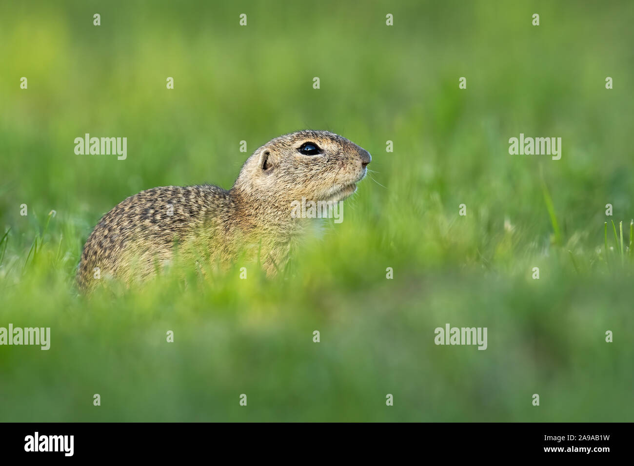 Endangered european ground squirrel hiding with copy space Stock Photo