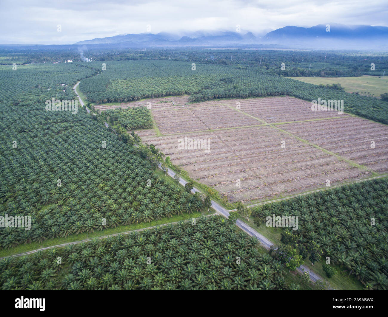 Re-plantation or rejuvenation of Palm Oil tree in Sulawesi Indonesia. Stock Photo