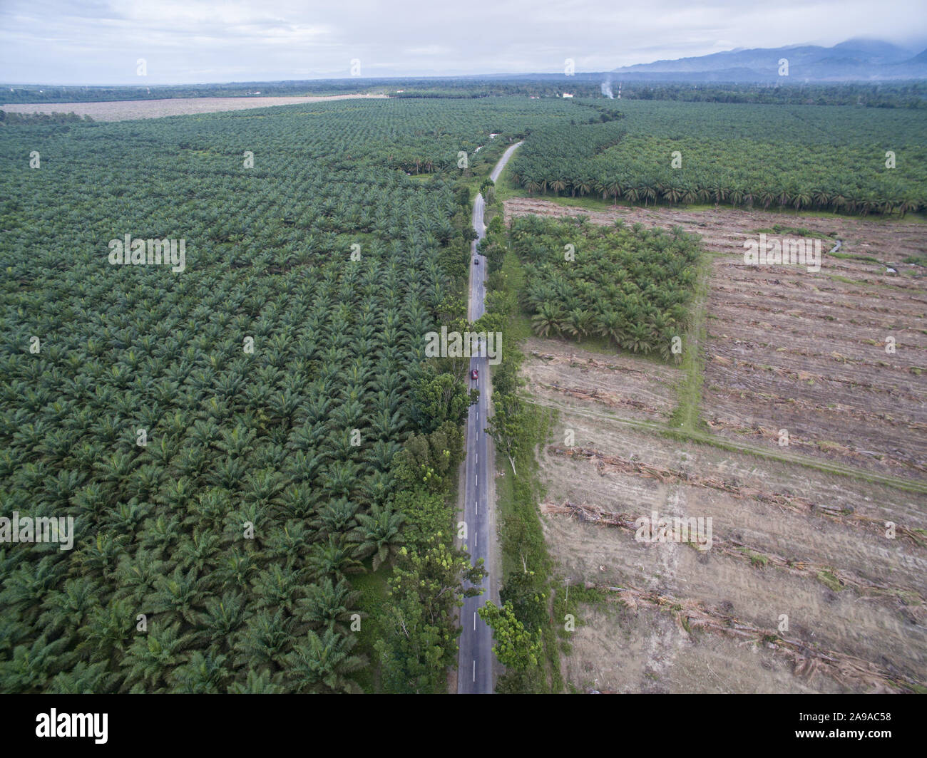 Re-plantation or rejuvenation of Palm Oil tree in Sulawesi Indonesia. Stock Photo