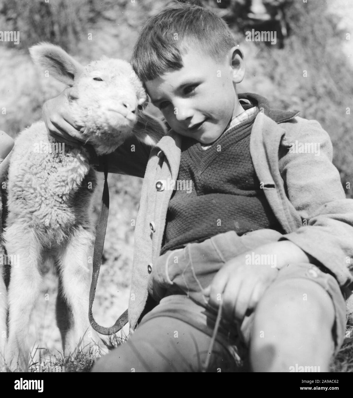 Little kid with playing with a lamb, Germany 1930s Stock Photo - Alamy
