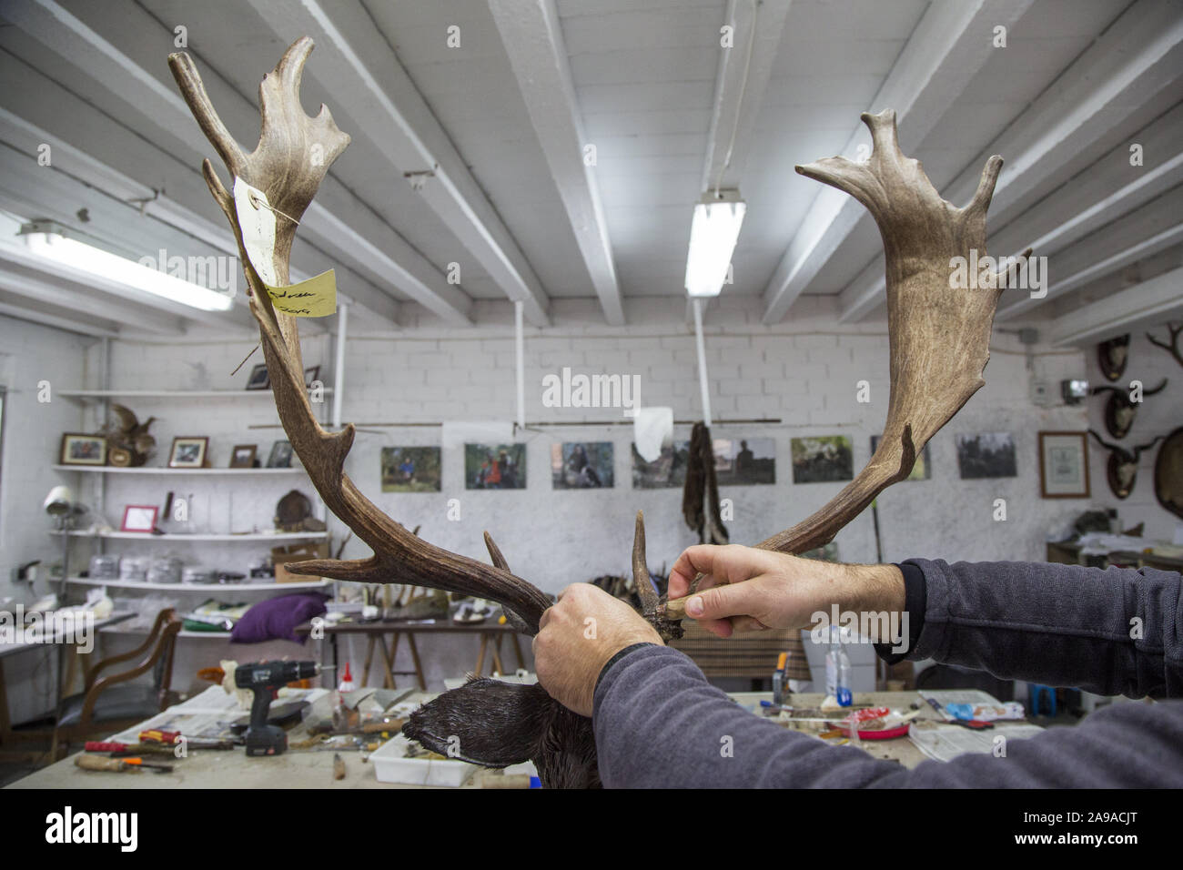 November 13, 2019, Suria, Barcelona, Spain: A taxidermist prepares the hunting pieces for his exhibition as a trophy. Taxidermy is defined as the job of dissecting animals to preserve them with the appearance of living and thus facilitate their exposure as a trophy, for academic study or for conservation. (Credit Image: © Manuel Medir/ZUMA Wire) Stock Photo