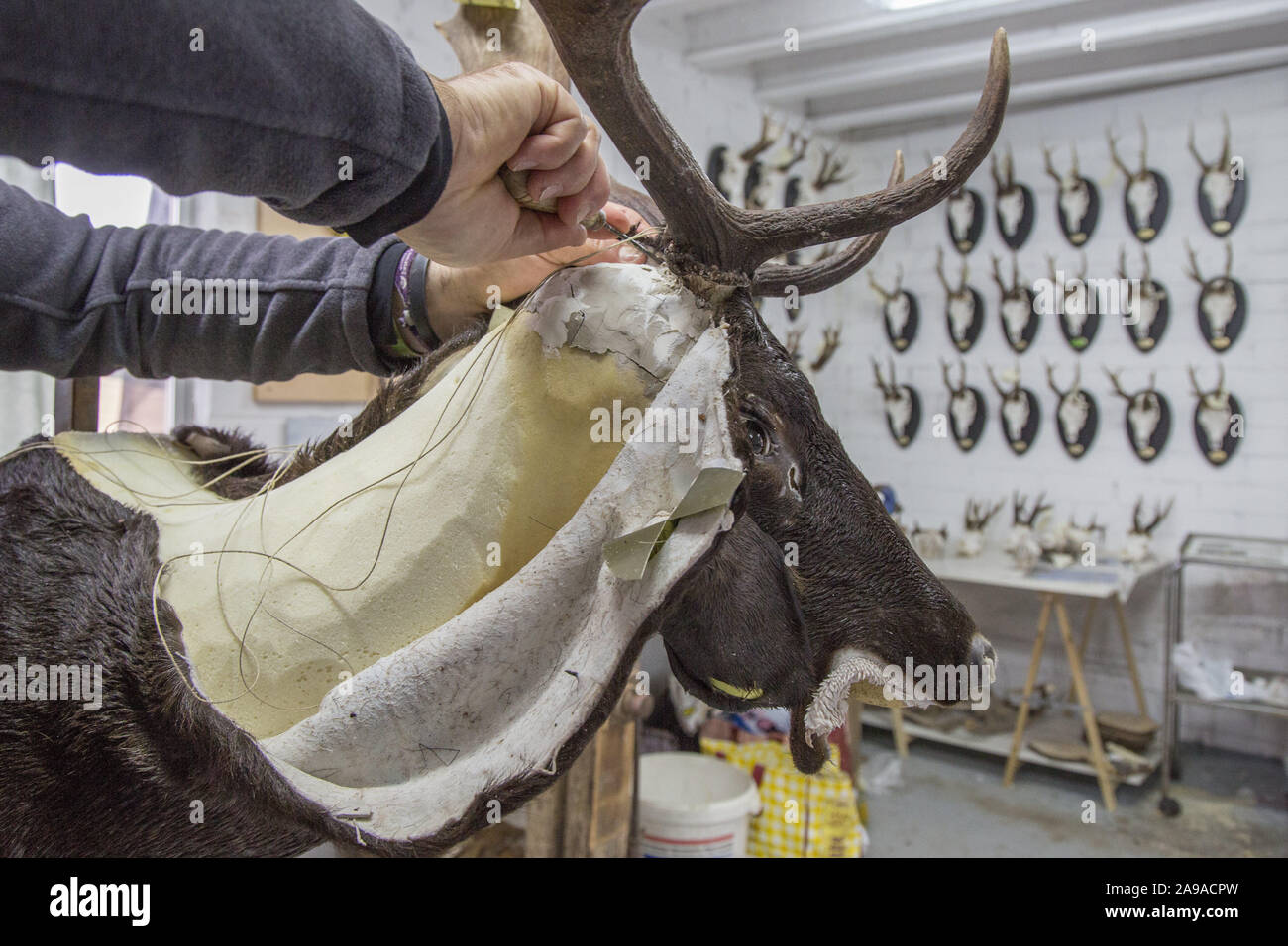 November 13, 2019, Suria, Barcelona, Spain: A taxidermist prepares the hunting pieces for his exhibition as a trophy. Taxidermy is defined as the job of dissecting animals to preserve them with the appearance of living and thus facilitate their exposure as a trophy, for academic study or for conservation. (Credit Image: © Manuel Medir/ZUMA Wire) Stock Photo