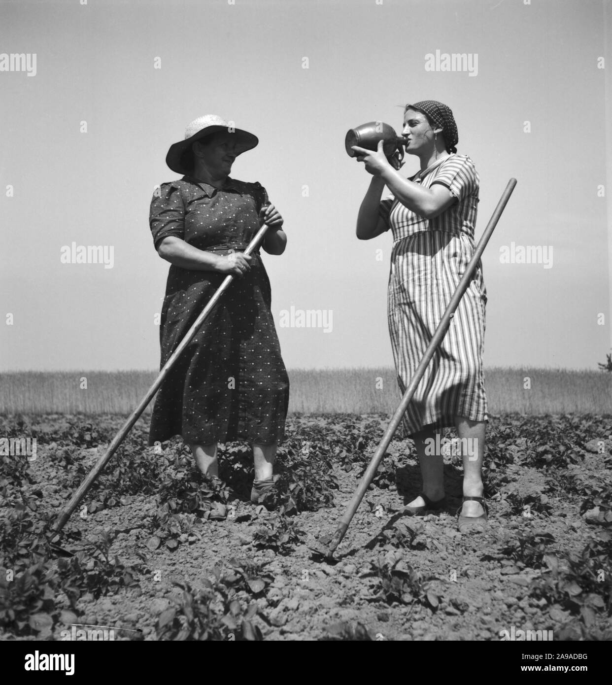 Farming women having some water while harvesting hay, Germany 1930s. Stock Photo