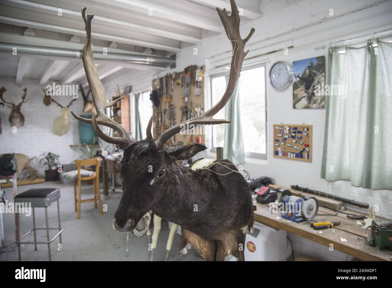 Suria, Barcelona, Spain. 13th Nov, 2019. A taxidermist prepares the hunting pieces for his exhibition as a trophy. Taxidermy is defined as the job of dissecting animals to preserve them with the appearance of living and thus facilitate their exposure as a trophy, for academic study or for conservation. Credit: Manuel Medir/ZUMA Wire/Alamy Live News Stock Photo