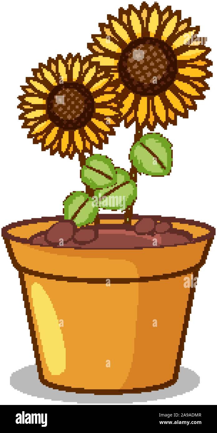 Sunflowers in clay pot illustration Stock Vector Image & Art - Alamy