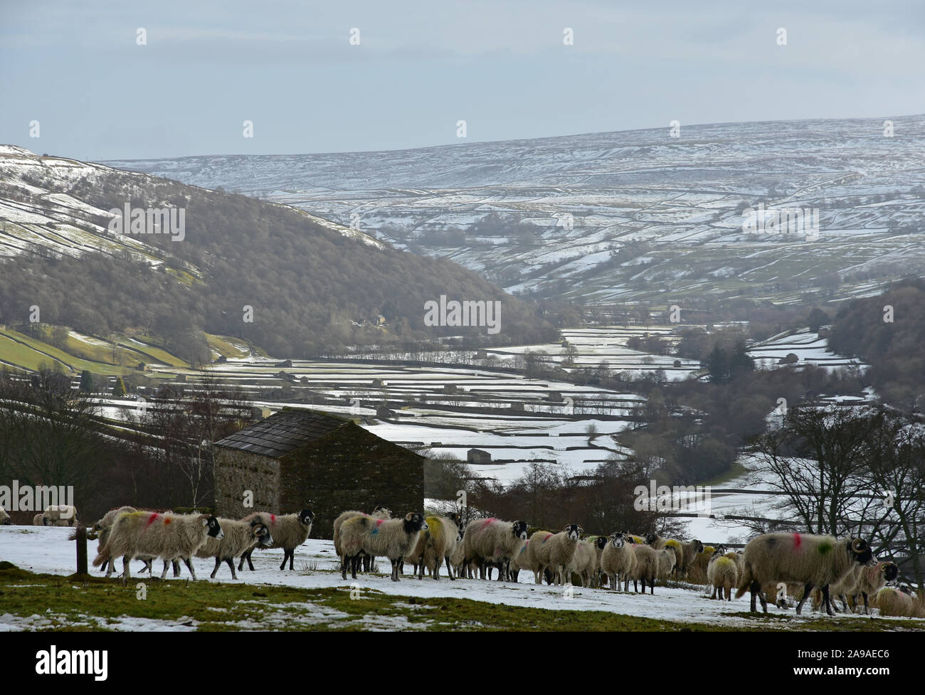 Sheep in Winter snow, Swaledale, North Yorkshire Stock Photo Alamy