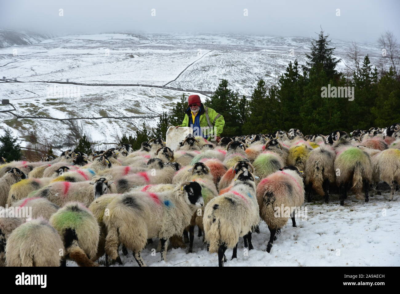 Farmer feeding sheep in Winter snow, Swaledale , North Yorkshire Stock