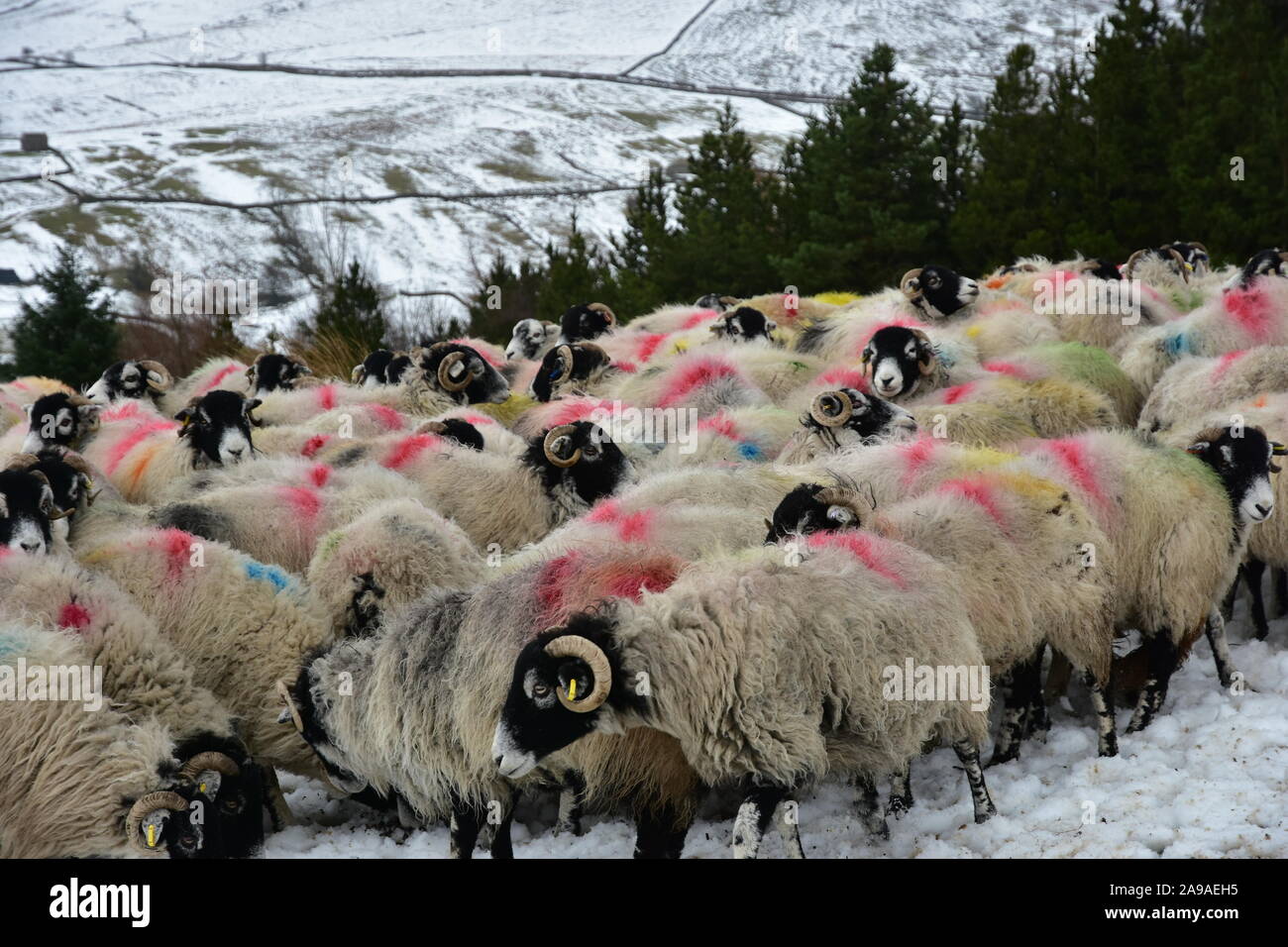 Swaledale sheep in the snow, Swaledale, North Yorkshire Stock Photo Alamy