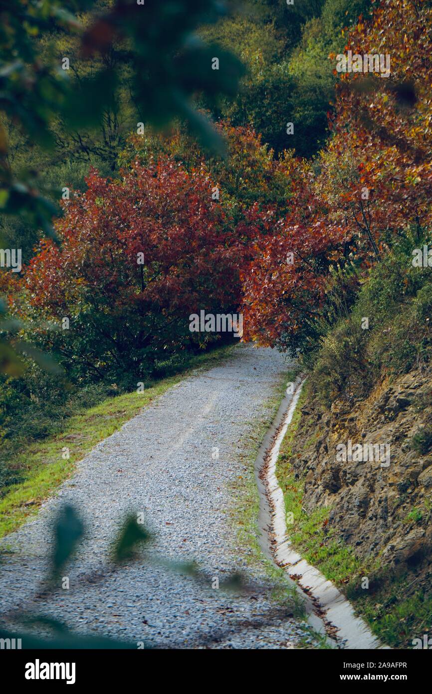 road and trees with autumn colors in the mountain Stock Photo - Alamy