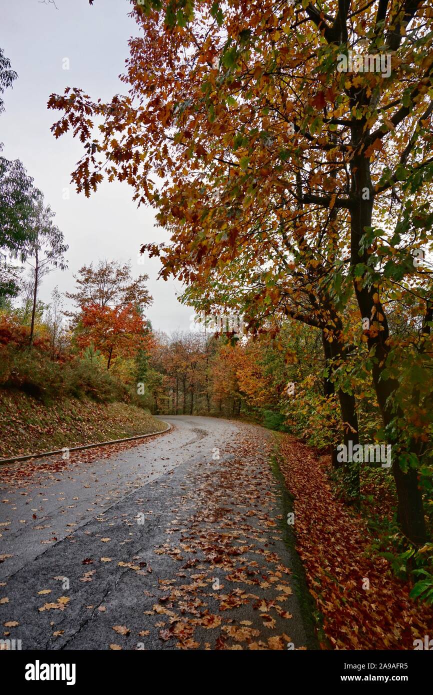 road and trees with autumn colors in the mountain Stock Photo - Alamy