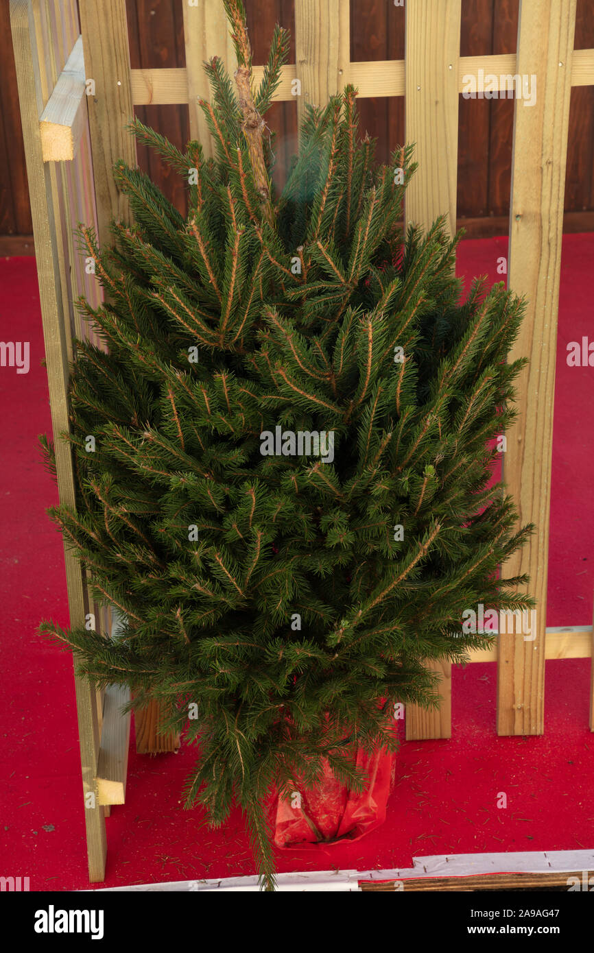 Small Christmas tree seen in London, England, UK Stock Photo Alamy