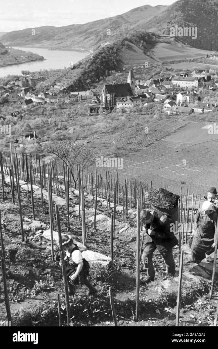 Winegrowing in spring in the Wachau valley in Austria, Germany 1930s. Stock Photo