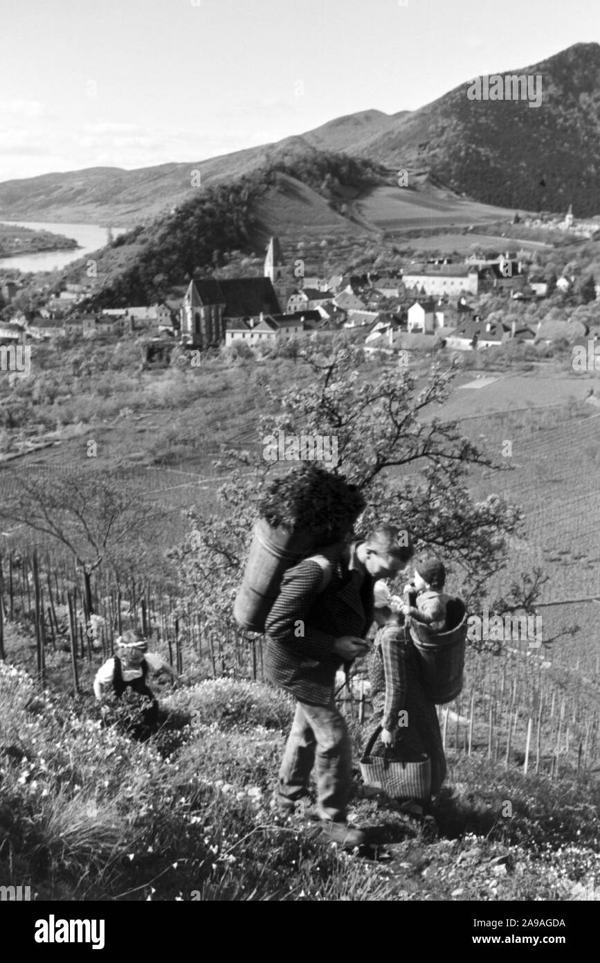Winegrowing in spring in the Wachau valley in Austria, Germany 1930s. Stock Photo