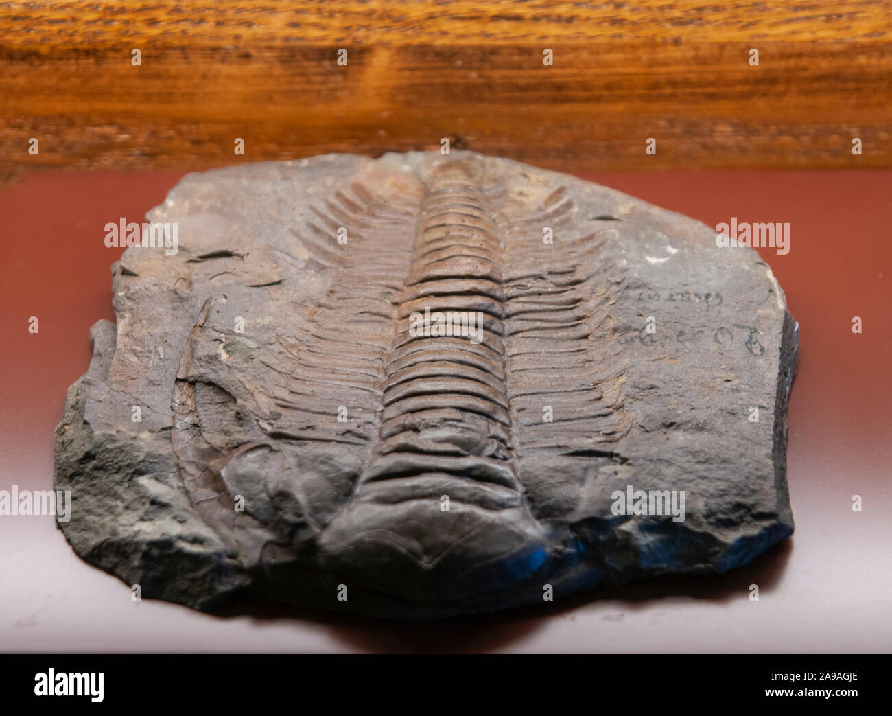 Paradoxides Bohemicus fossil. Paradoxides is a genus of large to very large trilobites found throughout the world during the Mid Cambrian period. Phot Stock Photo