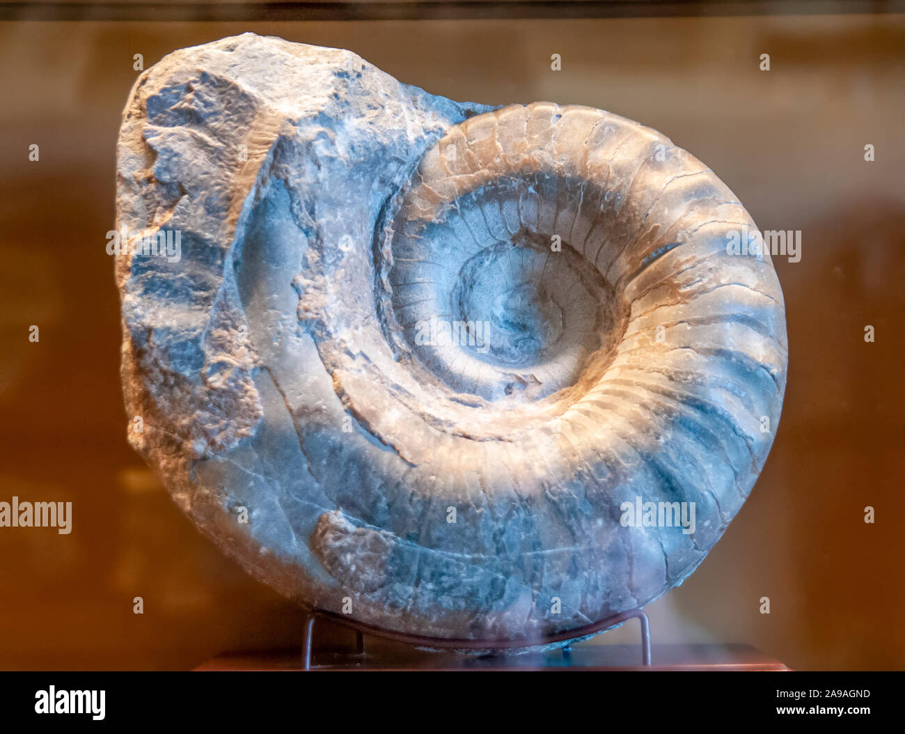 Domatoceras from Kansas City, USA. Domatoceras is a nautiloid genus and member of the Grypoceratidae from the Pennsylvanian and Permian with a wide sp Stock Photo