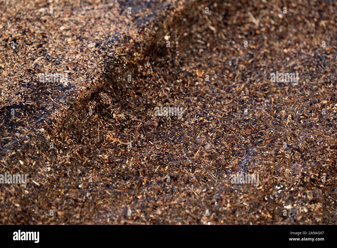 seaweed sargasso algae in mexico beach Stock Photo Alamy
