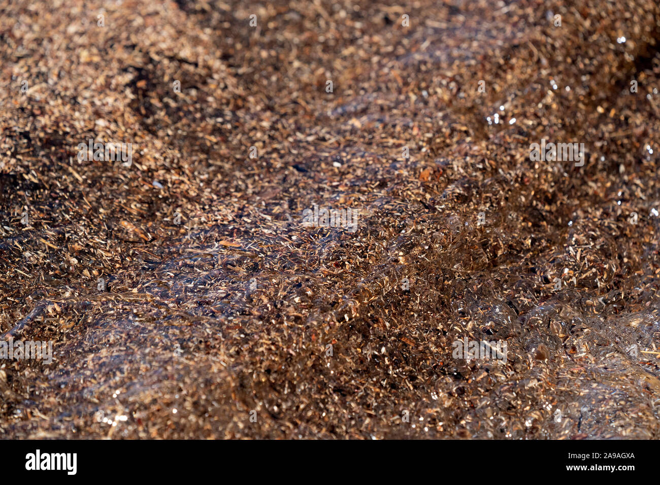 seaweed sargasso algae in mexico beach Stock Photo Alamy