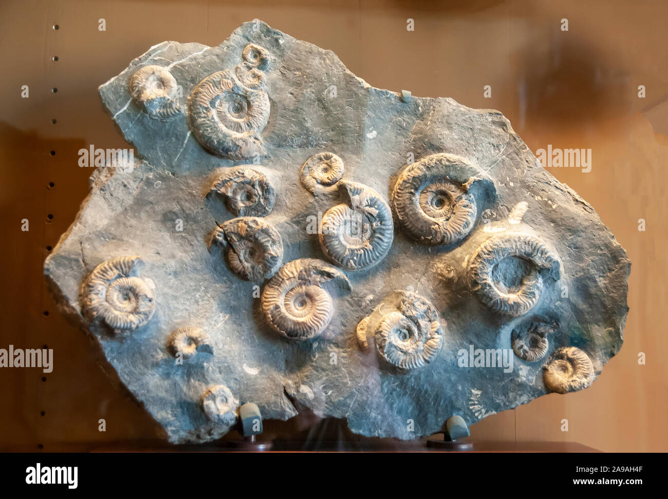 Grammoceras doertenense (Ammonit) fossil. Ammonites are extinct marine invertebrates. They first appeared in the Late Silurian to Early Devonian perio Stock Photo