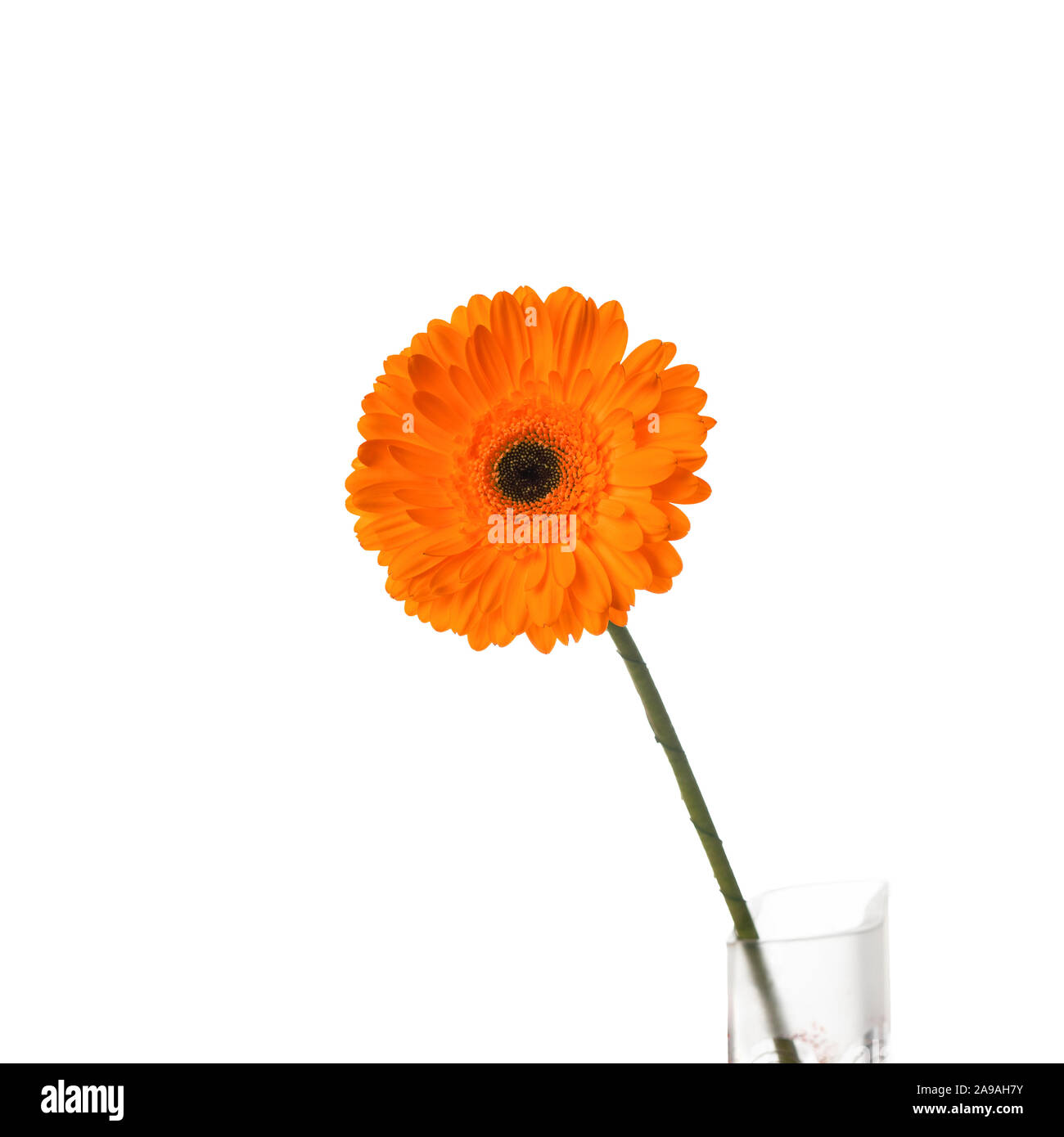 Orange gerbera flower in vase, isolated on a white background. Gerbera jamesonii Stock Photo