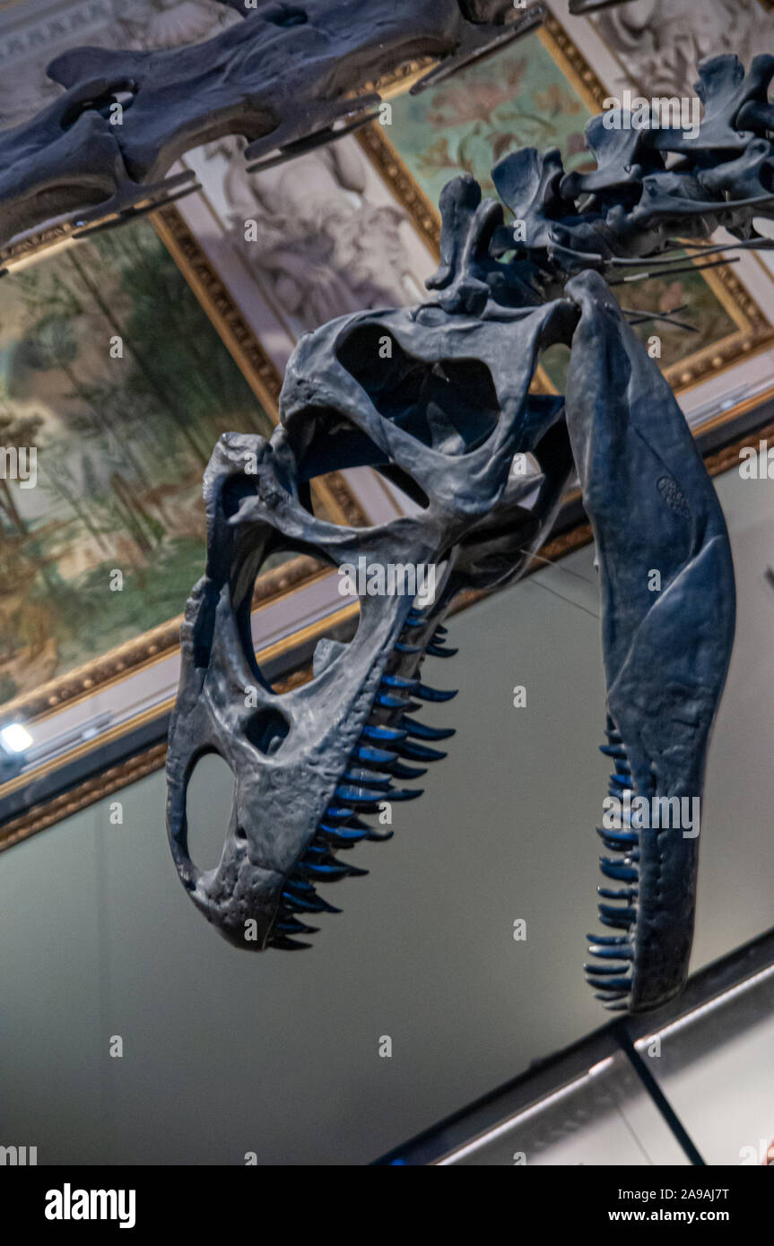 Skeleton of a Allosaurus fragilis.  Allosaurs were large carnivorous reptiles that lived during the late Jurassic period (155 to 145 million years ago Stock Photo