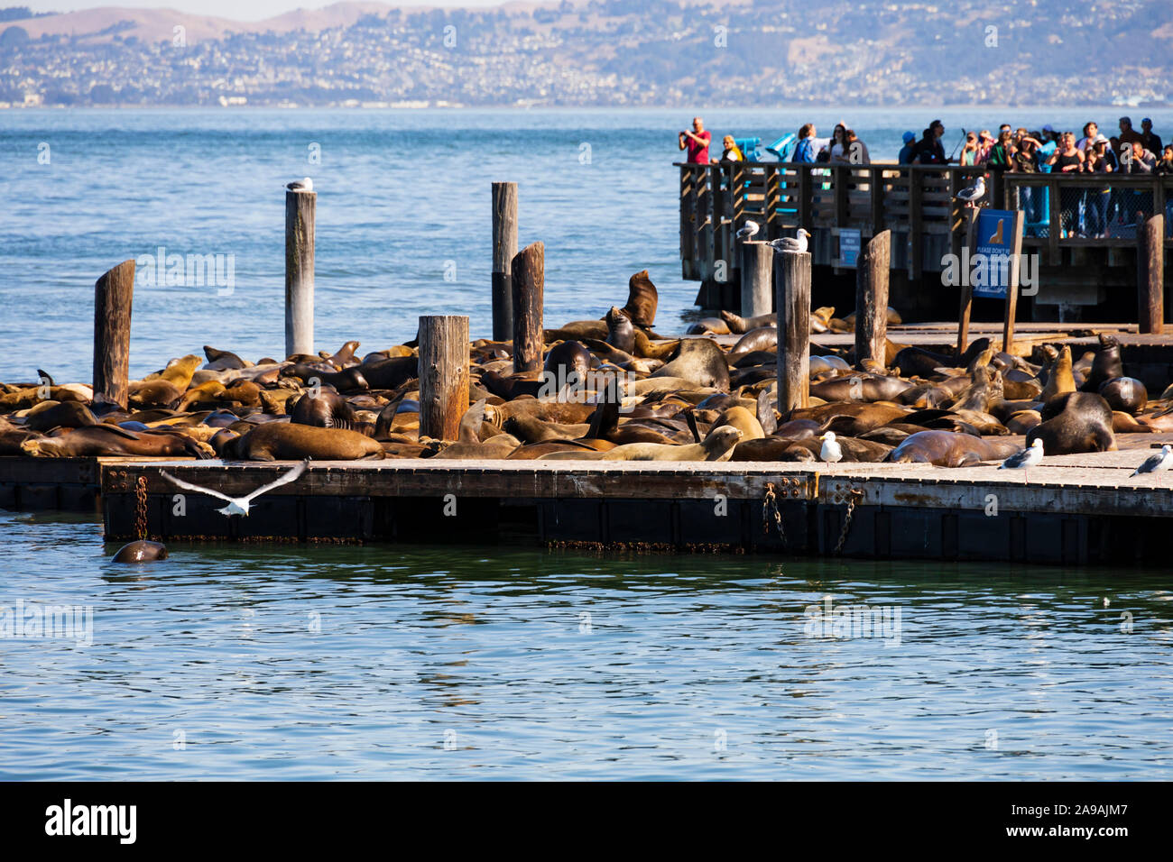 Tourists watching California sea lions, Zalophus Californianus, Pier 39 San Francisco,  California, United States of America. USA Stock Photo